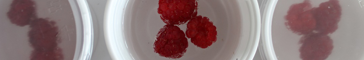 3_Fruchtbonitur 