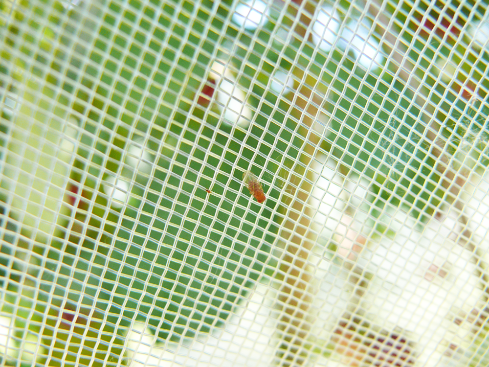 Kirschessigfliege auf Netz mit Maschenweite 1x1mm_copyright by Heidrun Vogt