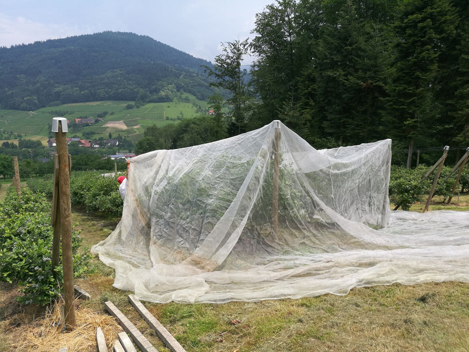 Installation of complete exclusion netting of blueberries_C. Augel_LTZ Augustenberg (1)